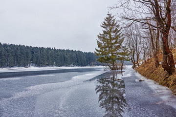 eingefrorener Baum im See