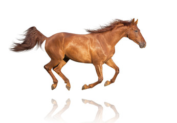 Chestnut horse isolated on white background runs