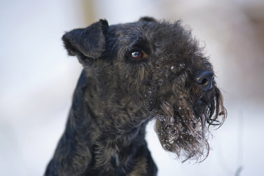 The portrait of a blue Lakeland Terrier dog in winter