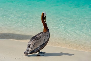 pelicans on the Caribbean beach