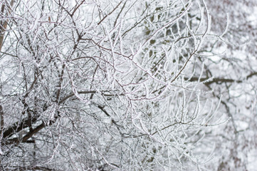 Tree branches in the snow.