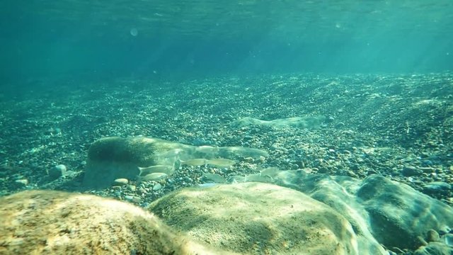 Schooling boxlip mullet fish finding food in shallow water