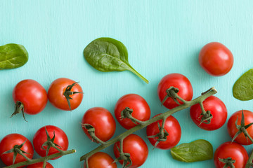 Top view on fresh organic cherry tomatoes with small basil leaves on turquoise background. Healthy food and eating concept.