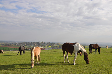 Fototapeta na wymiar Pferde auf einer Weide