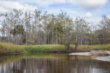 Fototapeta na wymiar Fish Eating Creek, Florida