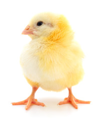 Obraz premium Small yellow chicken