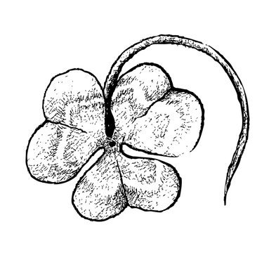 Symbols for Fortune and Luck, Illustration Hand Drawn Sketch of Fresh Three Leaf Clover Plants or Shamrock for St. Patricks Day Celebration.