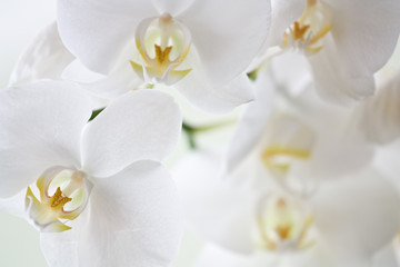 Fototapeta na wymiar A close-up picture of white orchid blossom