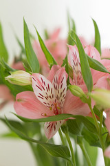 A South American plant alstroemeria with showy lilylike flowers, often cultivated as an ornamental