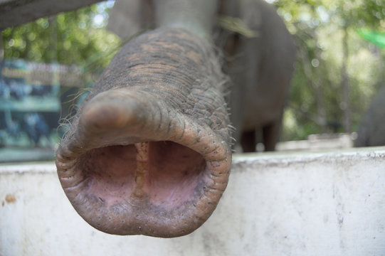 Elephant proboscis