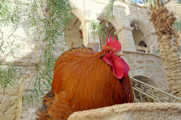 Huge beefy cock copper color with a bright red crest and beard sitting in a stone pillar.