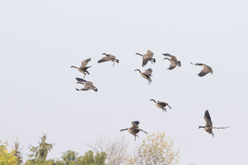 canada geese migration  © Mircea Costina