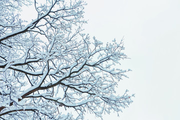 winter trees on snow. winter dry branches of trees in the snow. the bottom view. place for text