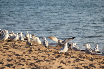 A colony of Ring-Billed Gulls on a sandy beach