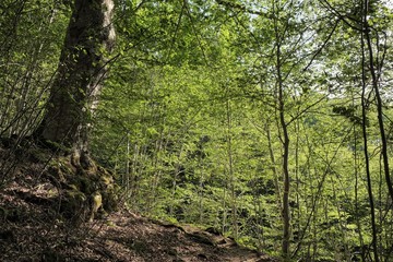 Lush Foliage In Forest Of Montenegro
