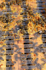 Hive frame covered with busy bees   