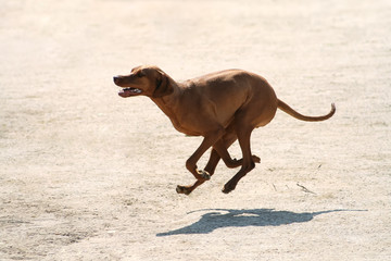 Purebred Rhodesian ridgeback dog without leash outdoors in the nature on a sunny day