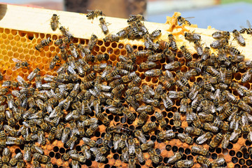 A hive frame covered with busy bees    