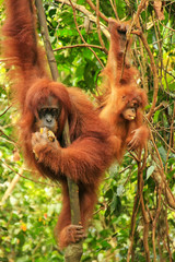 Fototapeta premium Female Sumatran orangutan with a baby sitting on a tree in Gunung Leuser National Park, Sumatra, Indonesia