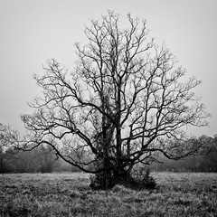 Tree in Field in TX B&W