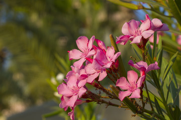 Pink nerium oleander