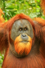 Portrait of male Sumatran orangutan in Gunung Leuser National Park, Sumatra, Indonesia