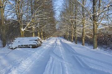 Forest photogrpahed in sunny day with snow