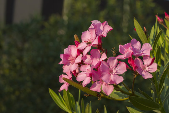 Pink nerium oleander