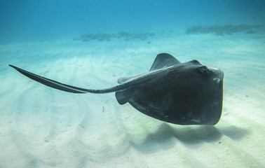 An adult southern stingray (Dasyatis americana) swimming above a sandy ocean floor in the Caribbean...