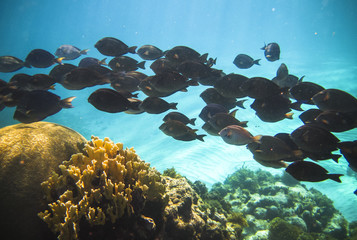 A school of doctorfish (Acanthurus chirurgus) swim along the coral reef in the Carribean, Little Corn Island, Nicaragua.