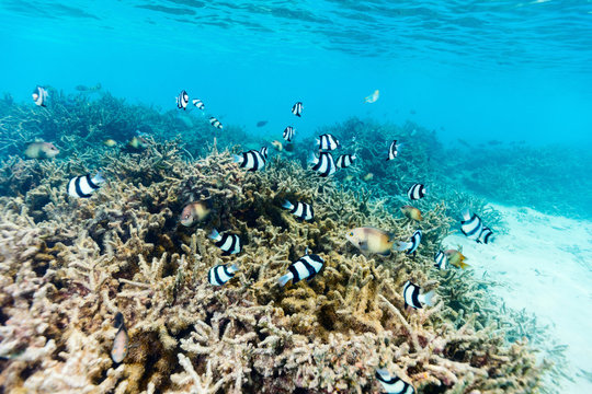 Fototapeta Coral reef underwater