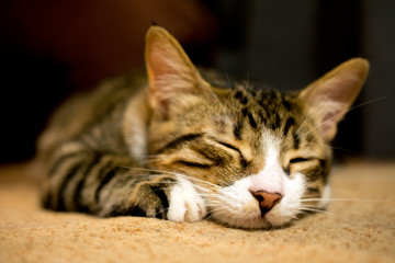 Naklejka na ściany i meble close up of cute sleeping cat, defocused, selective focus, blurred background