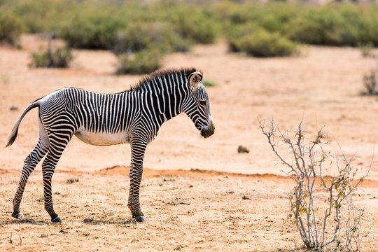 Fototapeta Grevys zebra in Samburu Kenya