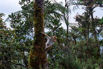 Srilankan toque macaque or Macaca sinica in jungle