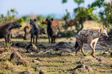 Naklejka na ściany i meble Hyenas in Africa
