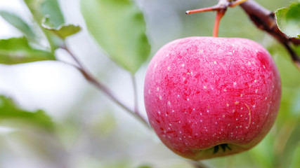 a ripe apple on a tree branch. agriculture for growing fruits.