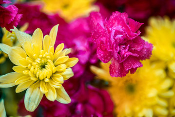 Yellow chrysanthemum mixed with pink carnation bouquet with selective focus on yellow and pink flower