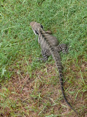 View from above of a large lizard on green meadow