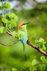 Lilac breasted roller