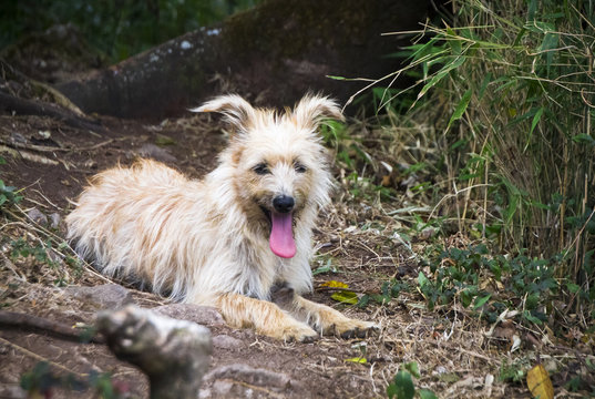 A scruffy dog rests on the ground with its tongue out.