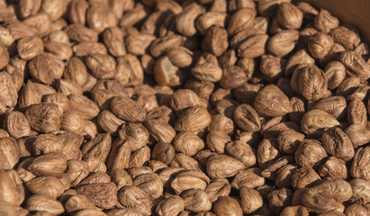 Fresh hazelnut in the market