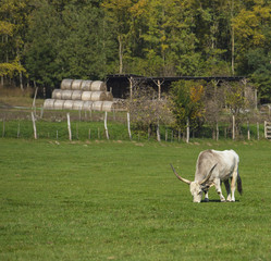 Obraz premium Famous Hungarian grey cattles on the farm