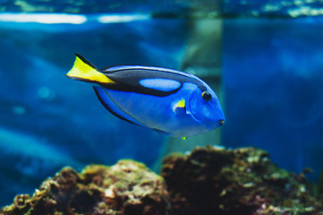 Fototapeta na wymiar Fish blue surgeonfish paracanthurus hepatus or blue tang, regal tang, palette surgeonfish.