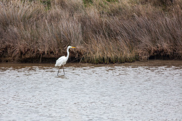 Bird on delta of river Evros, Greece