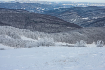 Drzewa w szadzi i śniegu zimą w Bieszczadach.