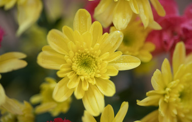 Close up photography of yellow Chrysanthemum flower among the bouquet