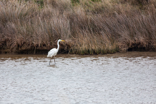 Bird On Delta Of River Evros, Greece