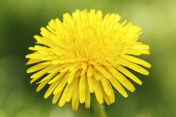 dandelion blooms against the background of grass