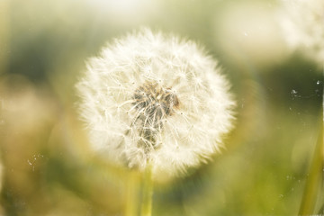 fluffy dandelion in the field
