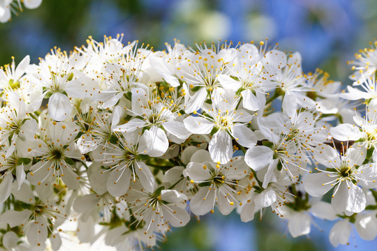 Spring flowers series: Close-up of a Cherry Plum tree.